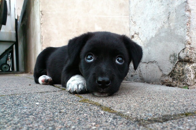 Abbandonare un cucciolo è reato