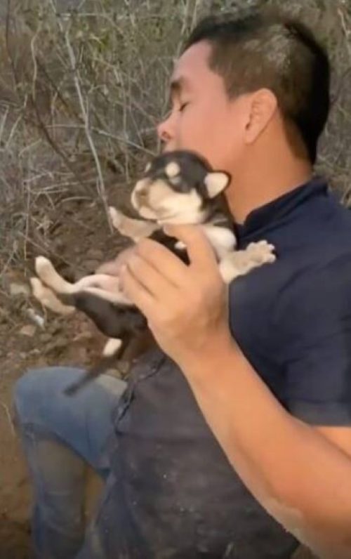 Il cucciolo di cane vivo