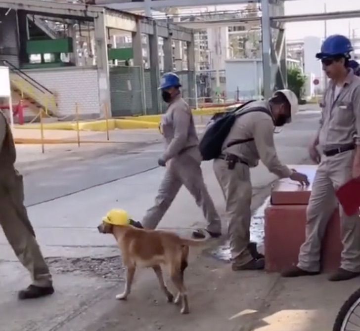 Operai giocano con il cane