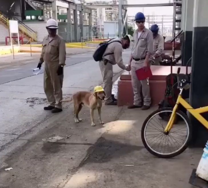 Cane amico degli operai