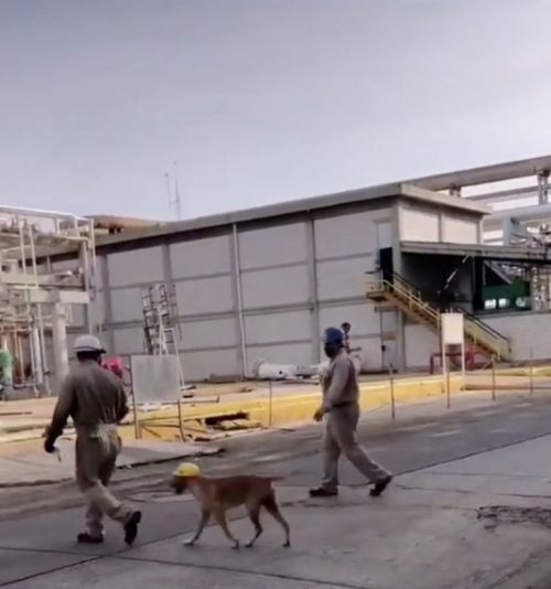 Il cane all'interno del cantiere