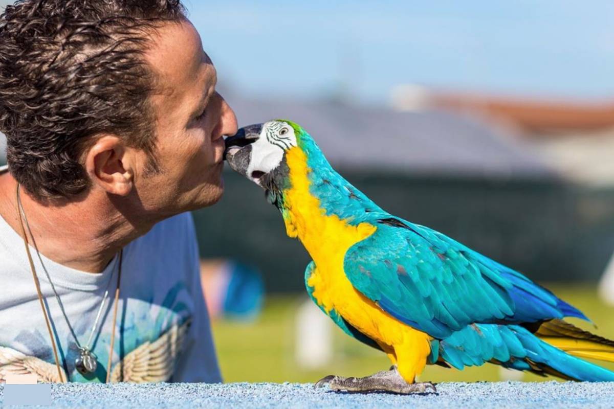 Domenica Live: dopo l’aggressione Fly, il pappagallo di Enzo Salvi, torna a volare e trova l’amore