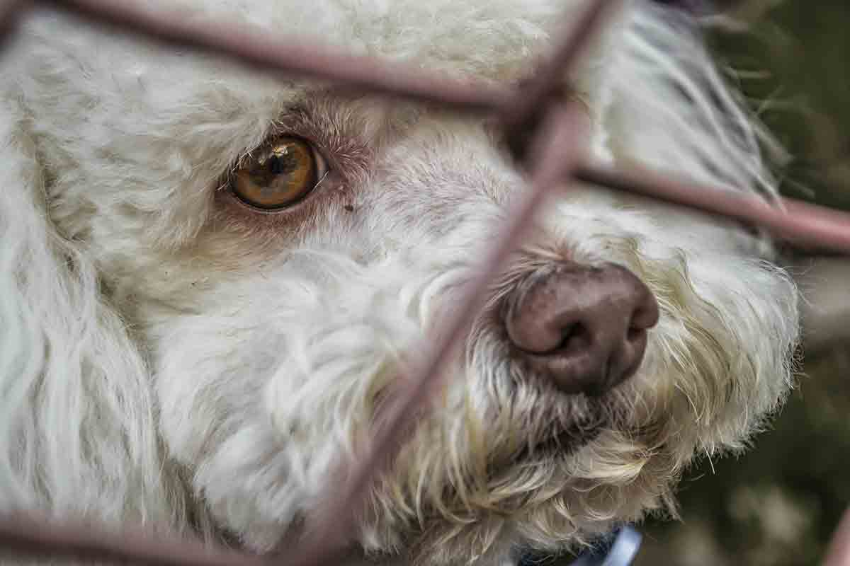 Donna abbandona 3 cani in strada