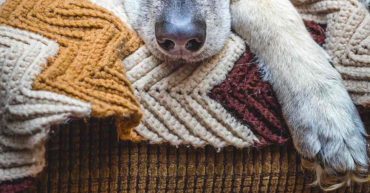 Donna adotta il cane anziano