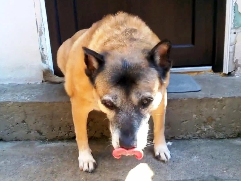 Il cane adottato da una signora