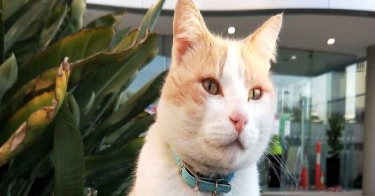 Elwood il gatto addetto alla sicurezza in un ospedale