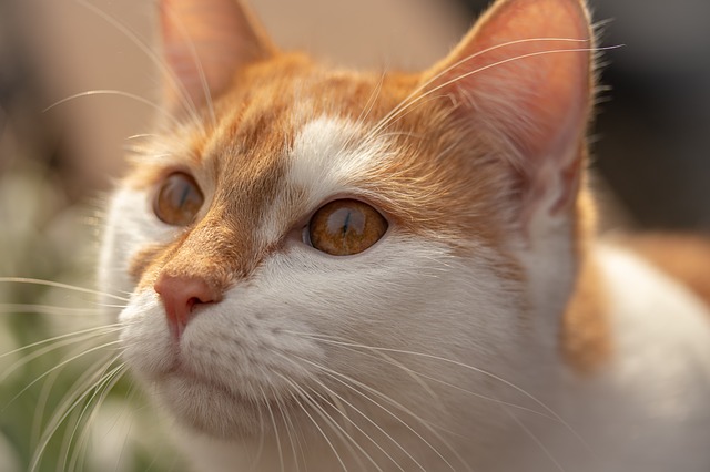 Gatto soriano bianco e rosso