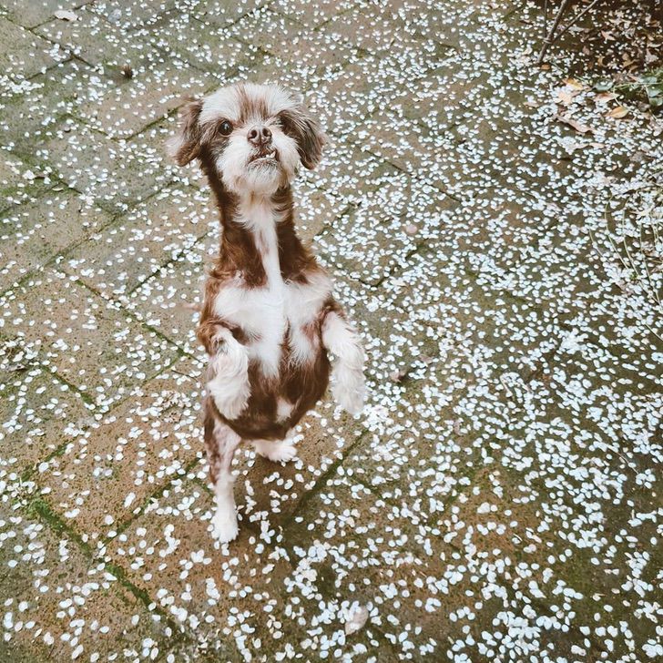 Cane adottato e salvato