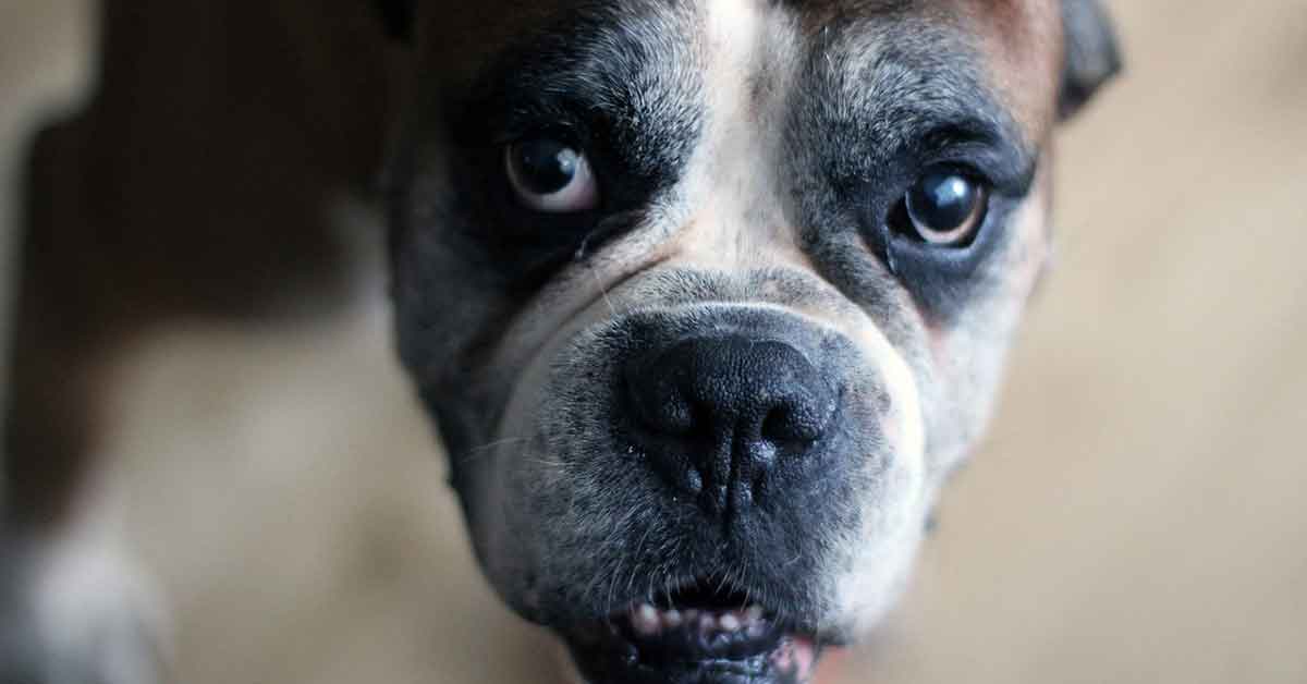 La felicità del cane quando il proprietario torna dal fronte