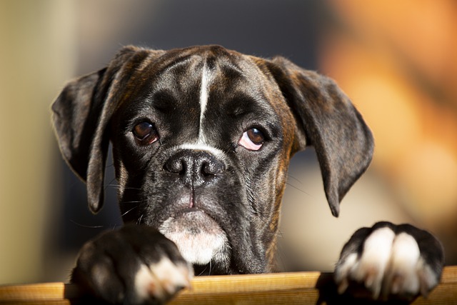 Cane aspetta il proprietario