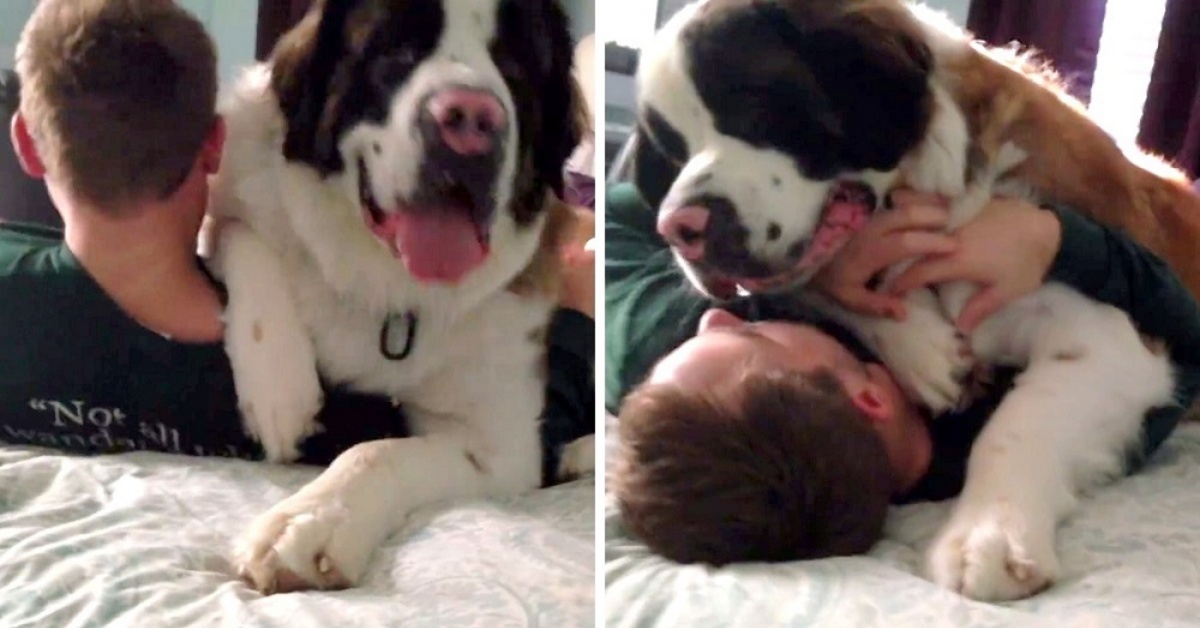 La felicità di Sully il San Bernardo quando vede il suo amico umano: la clip è diventata virale