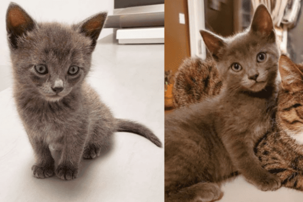 Il salvataggio di un gatto chiamato Felix ed il suo lieto fine