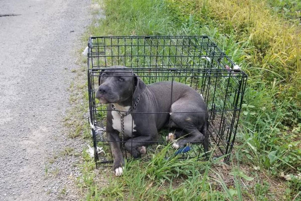 Femmina di pitbull abbandonata sul ciglio della strada