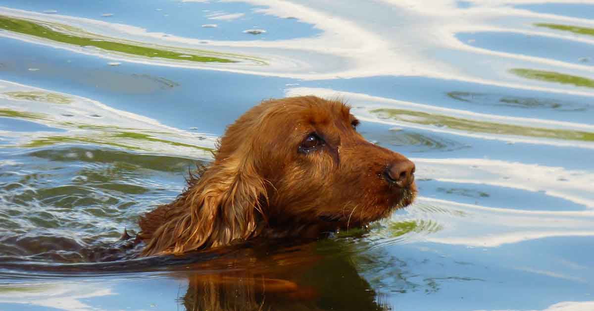 Cane abbandonato in riva al fiume