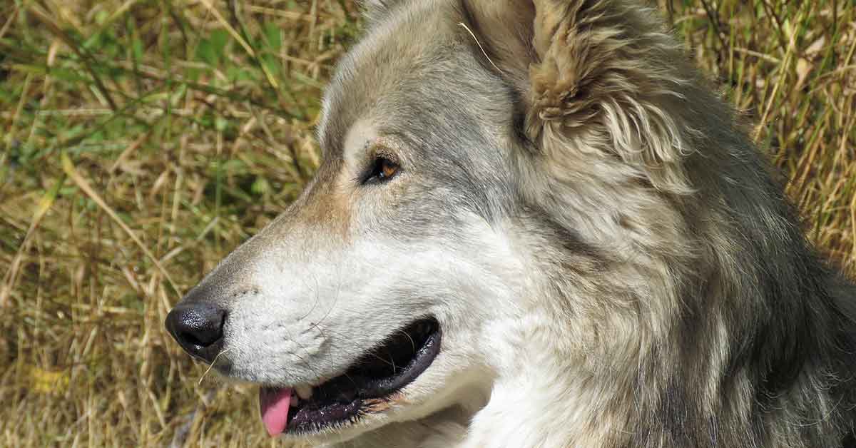 Giuditta, il cane scambiato per lupo