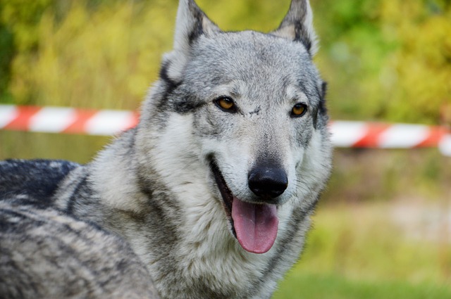 Esemplare di cane lupo cecoslovacco