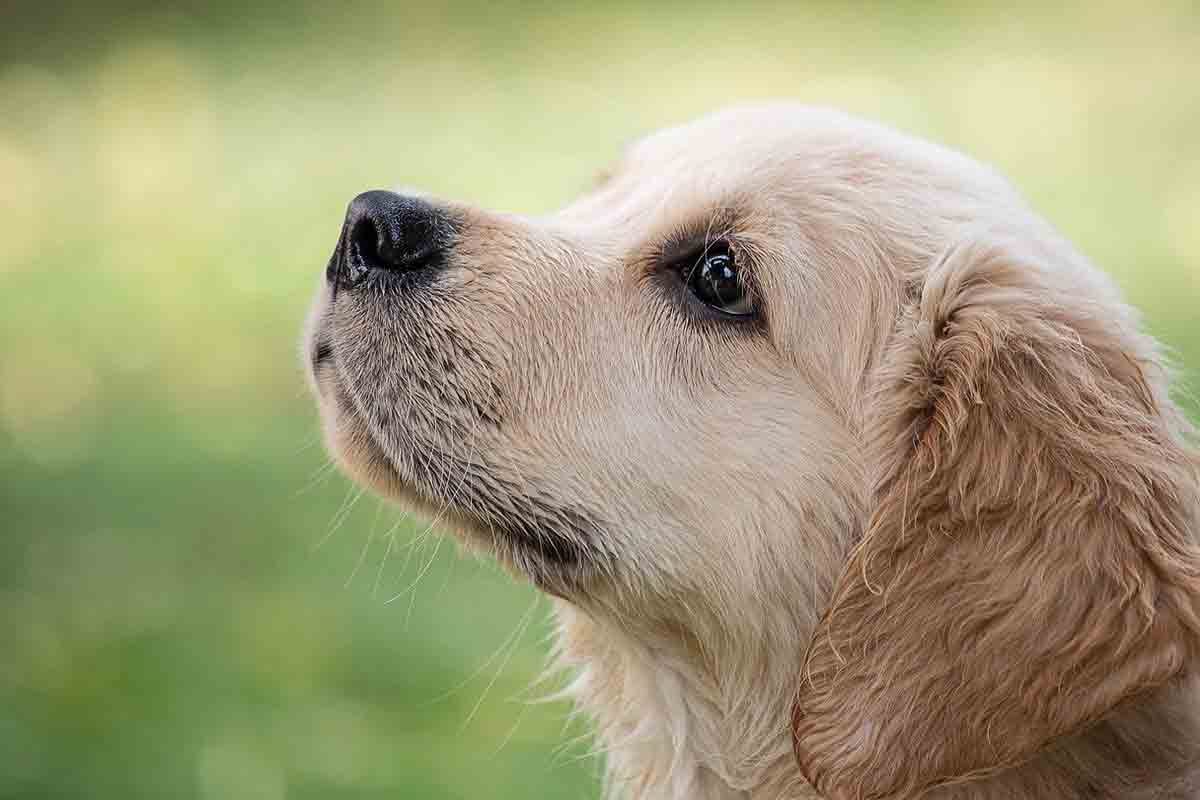 Golden Retriever abbraccia i pompieri