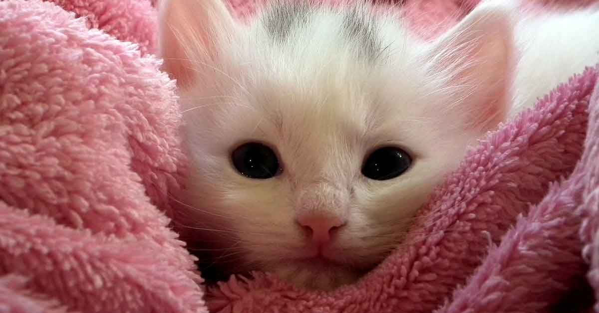 Il benvenuto dei cani al gattino appena nato