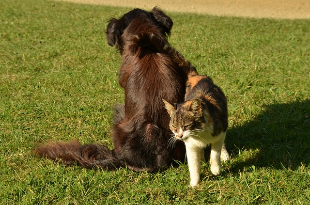 Il micio coccola il cagnolino