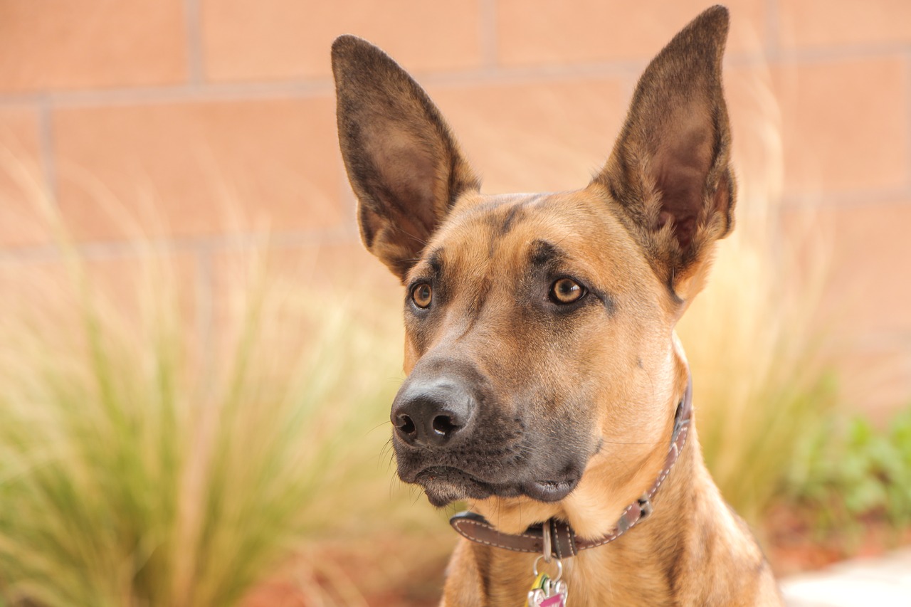 Cane di razza pastore belga malinois