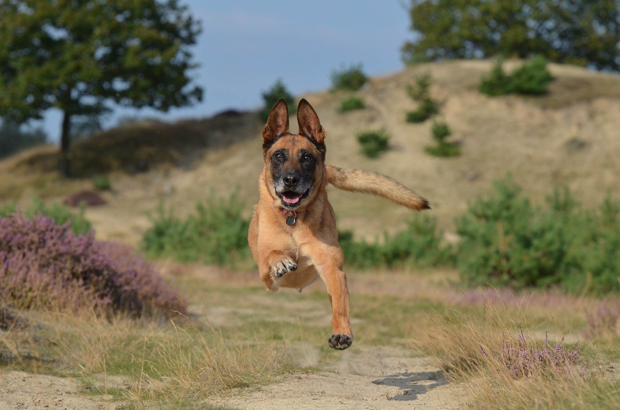 Cagnolino corre lungo il fiume