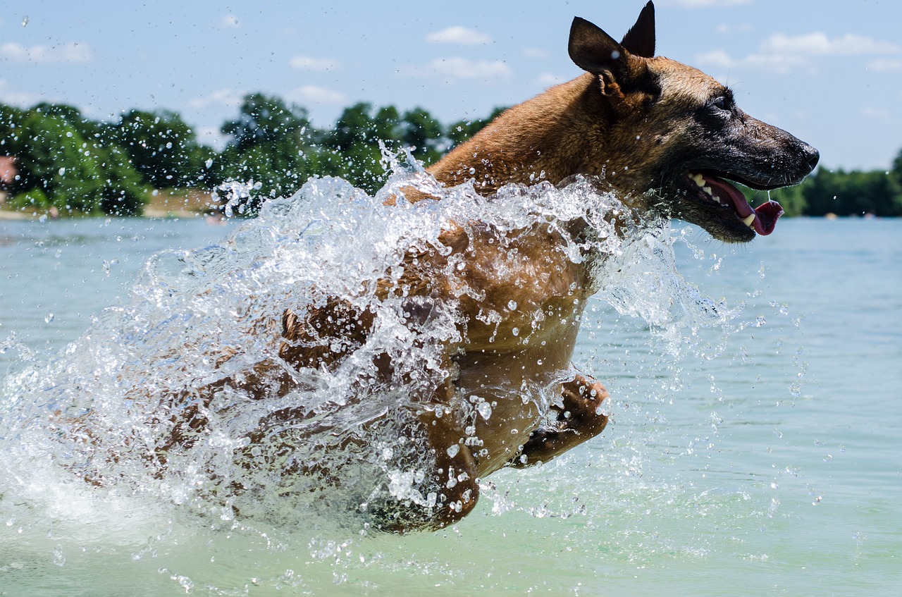 Cagnolino che nuova nel fiume