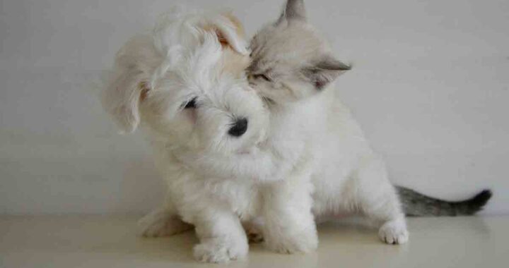 Gattino inseparabile dal cane