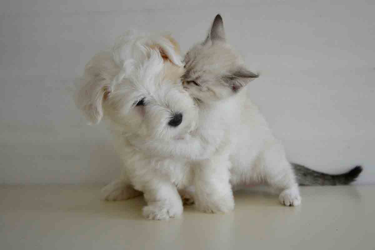 Gattino inseparabile dal cane