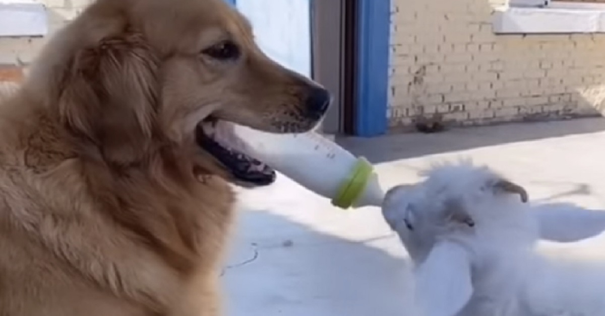 Il Golden Retriever amico di una pecora