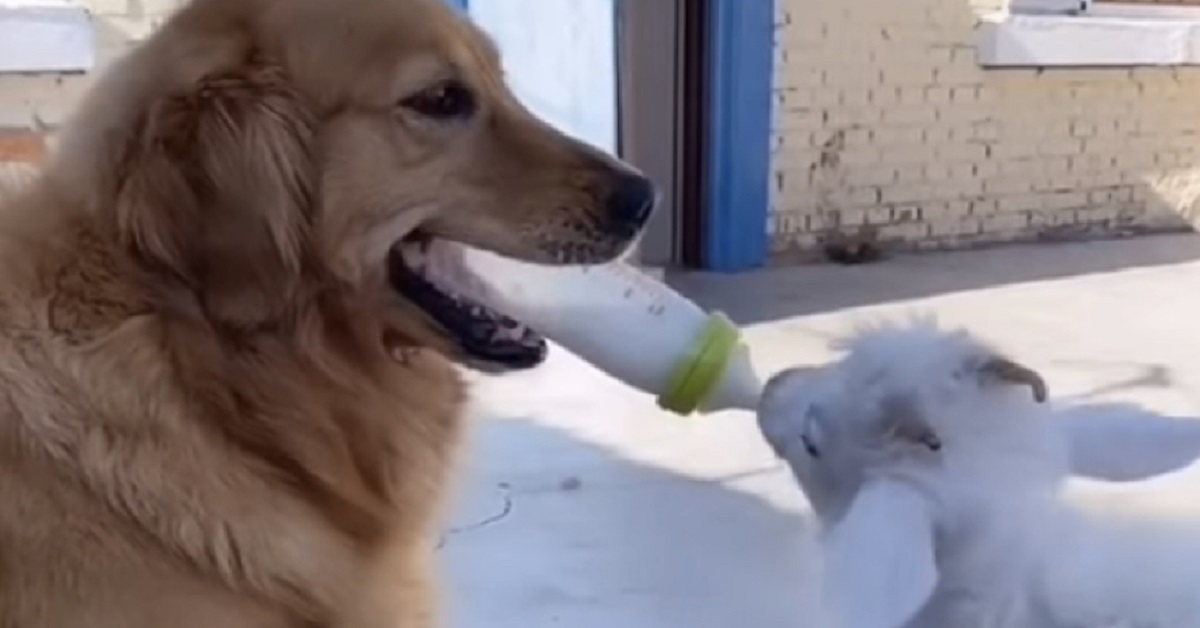 Golden Retriever amico di una pecora