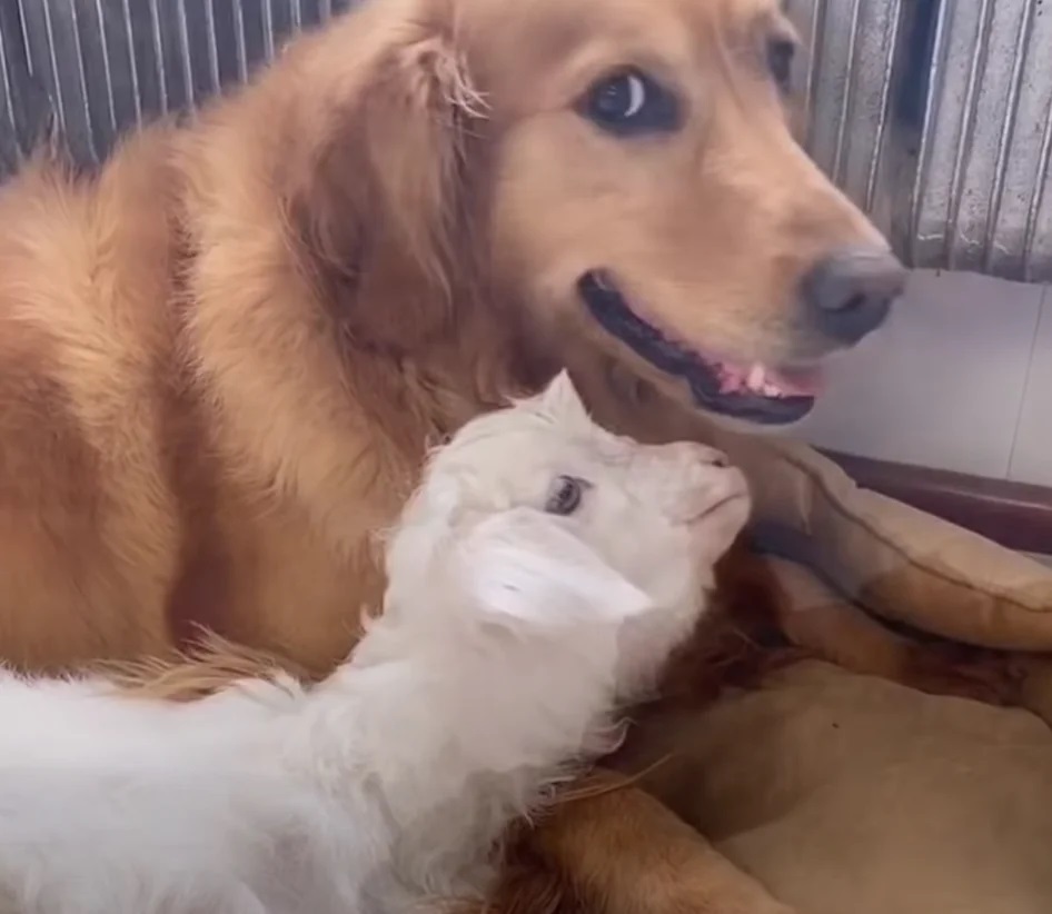 Il cane Niuniu e la pecora Liuly