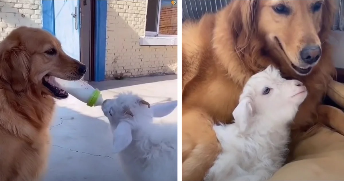 Il cane si prende cura della pecorella