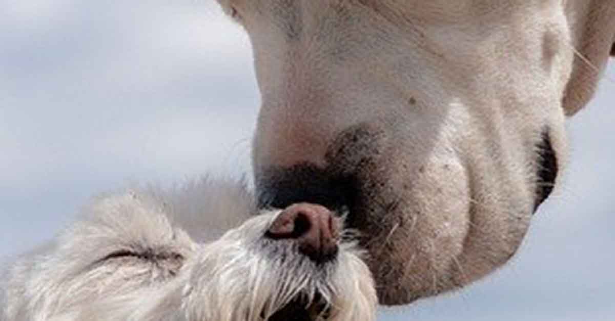 Mamma ferita con il cucciolo