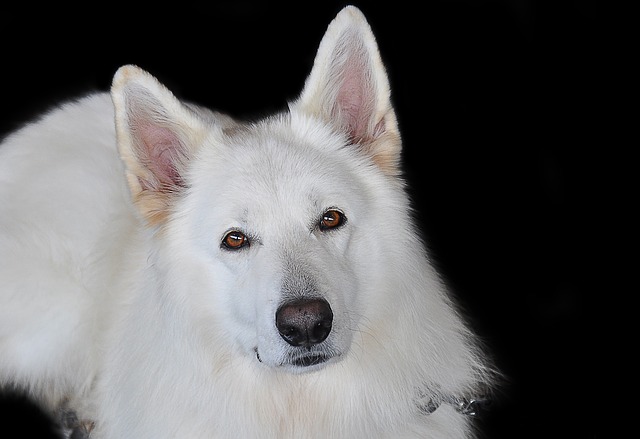 Cane salvato dai soccorritori