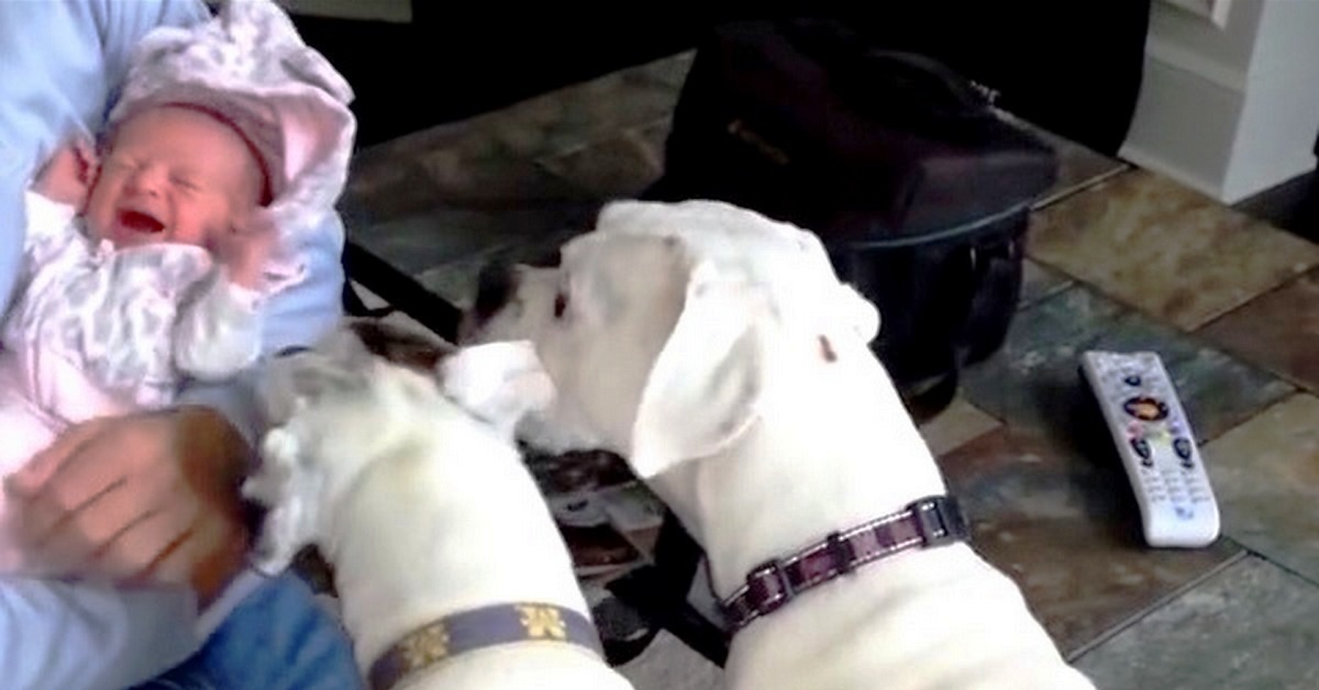 L’incontro di Ella e Mia con la neonata: il video è diventato virale
