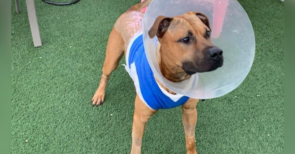 Il salvataggio di Jeffrey, il cane trovato in gravi condizioni