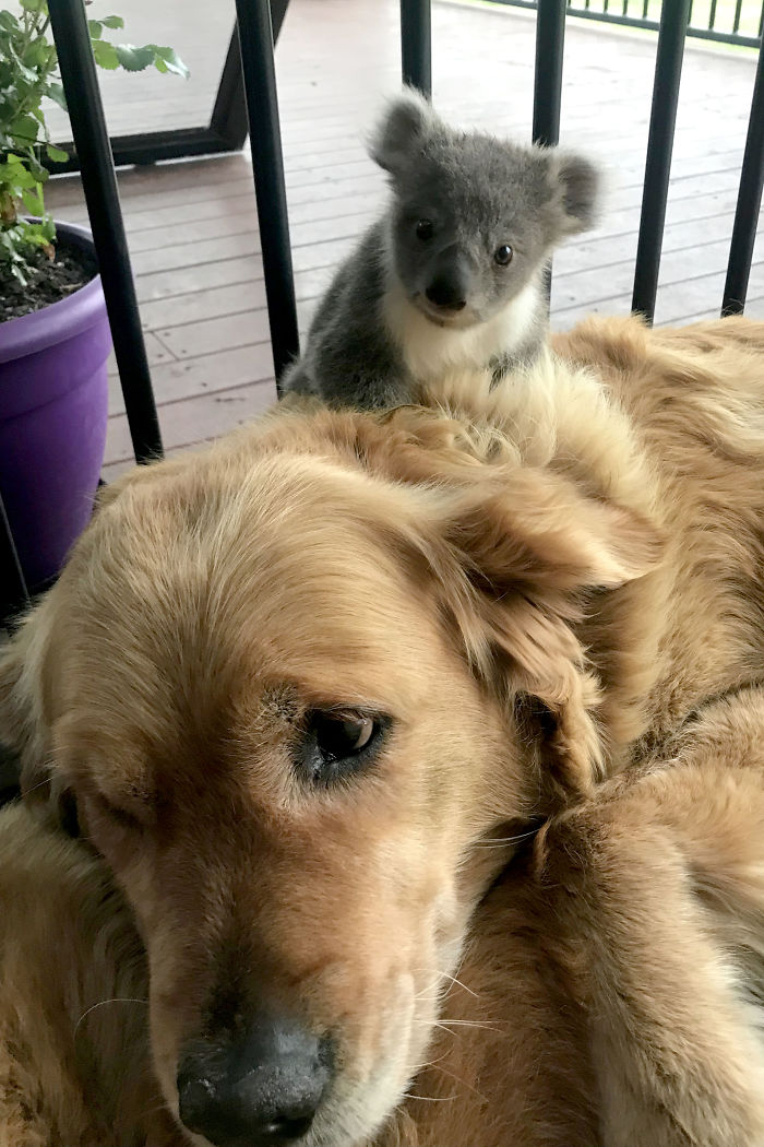 Asha il cane con un nuovo amico