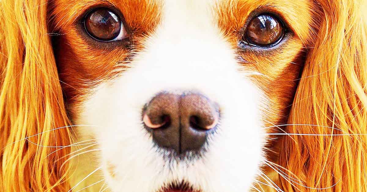 La nuova lussuosa vita del cane randagio abbandonato