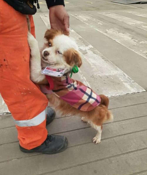 Il cane di strada trova una casa