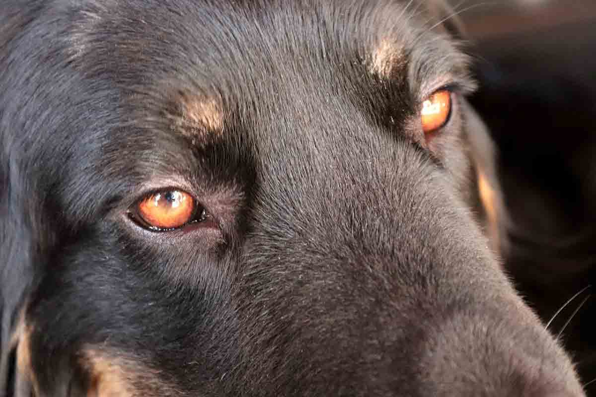 Cane randagio con rogna salvato