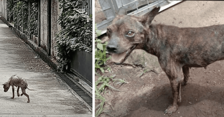 Cagnolino di strada salvato