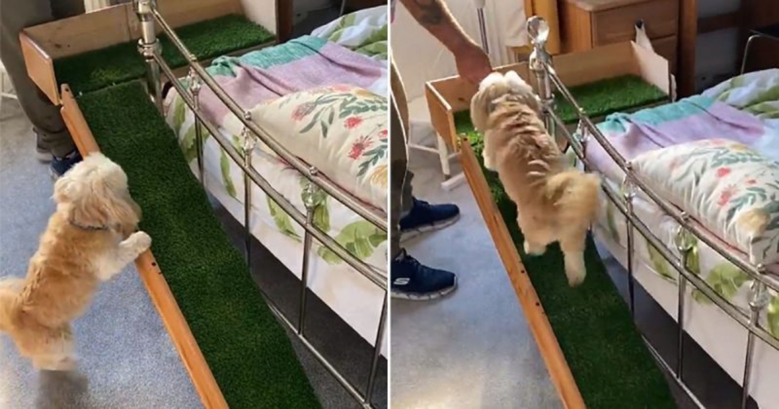Costruisce una rampa speciale per la sua cagnolina: la malattia di Daisy
