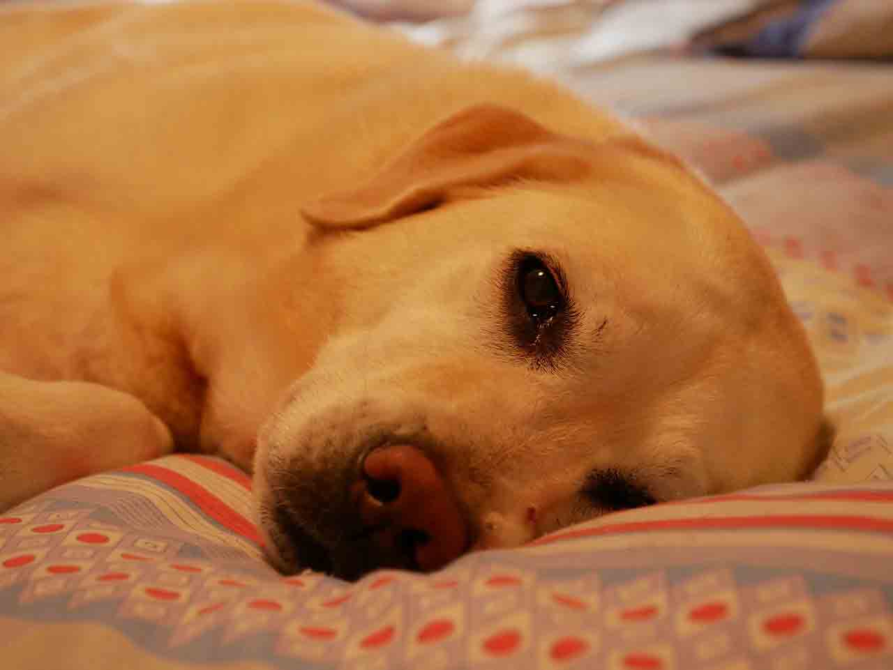 Labrador rimbocca le coperte alla proprietaria