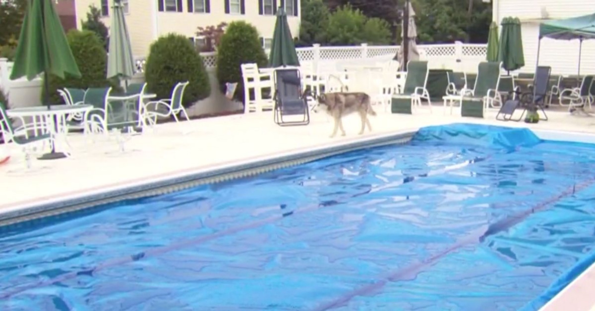 Corriere di Amazon, salva la vita di Luka, un cane che stava per annegare in piscina