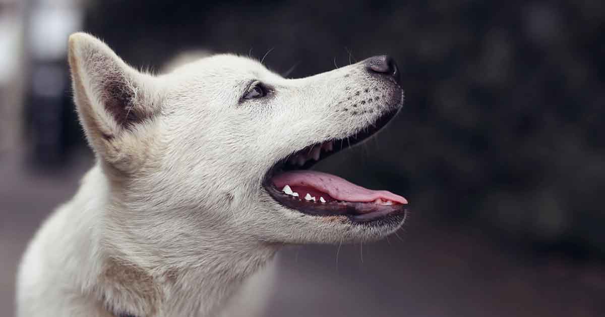 Mamma paralizzata partorisce i suoi cuccioli dopo l’incidente