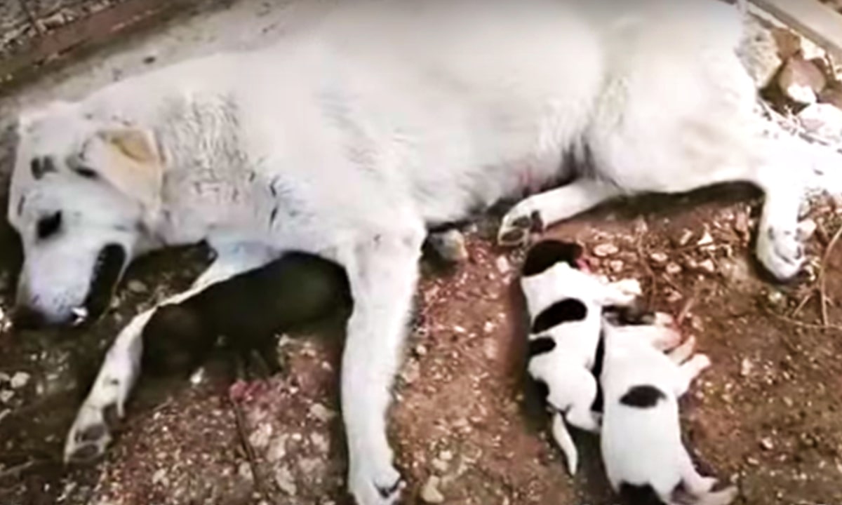 La cagnolina dà alla luce i cuccioli