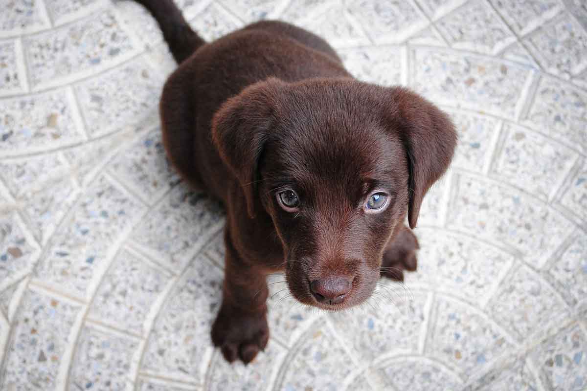 Mamma protegge i cuccioli