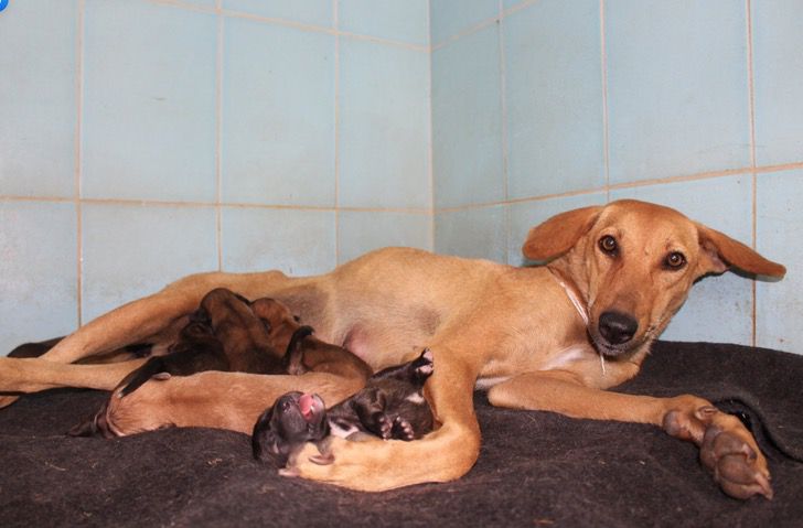 Il salvataggio della cagnolina