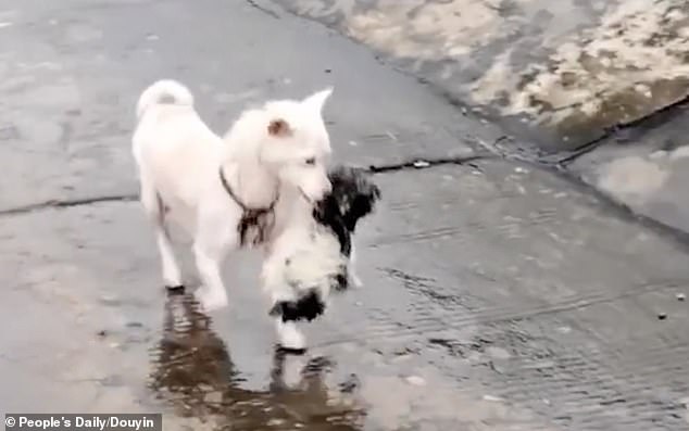 Mamma cane salva il figlio