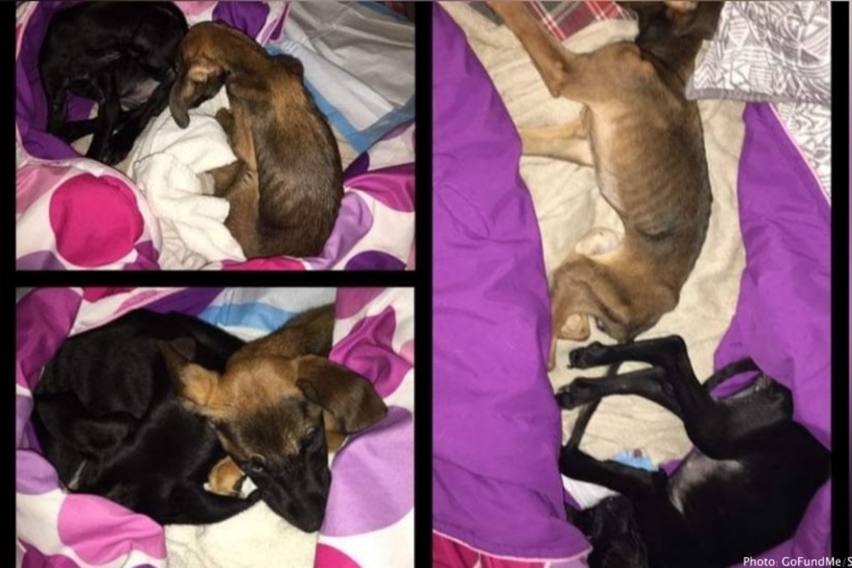 Ex fidanzata lascia i cani Maxy ed Angel in fin di vita